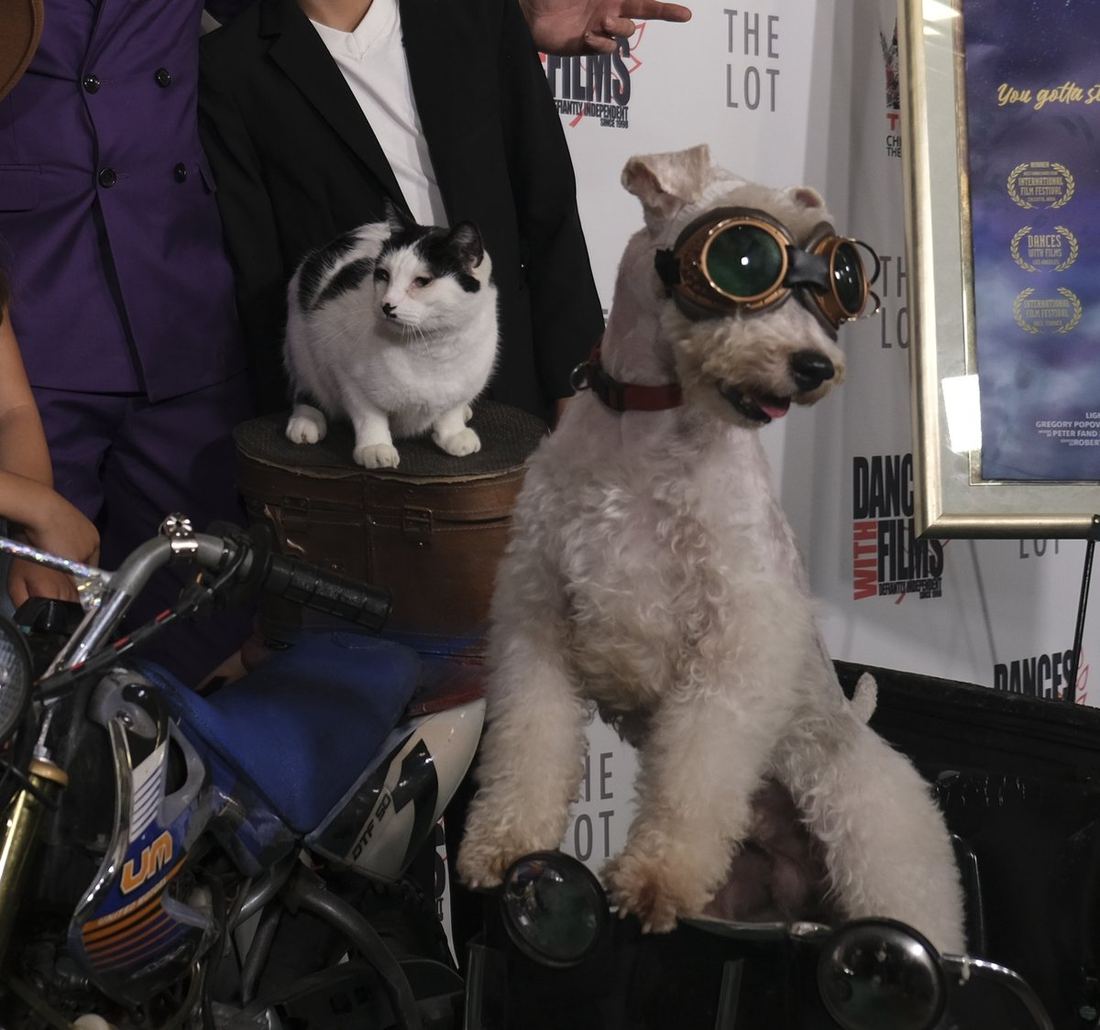 A rescued dog in goggles and a top hat on a motorcycle at the film premiere