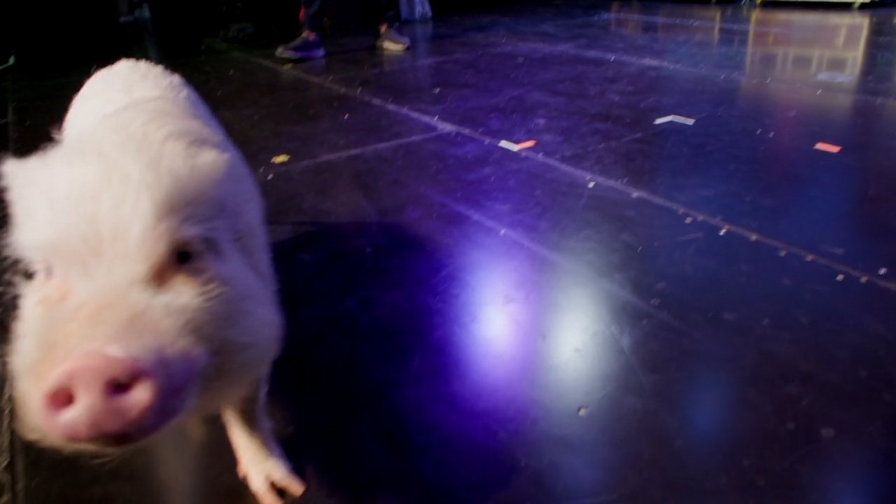 Ms. Lucy the mini pig crossing the stage under the lights